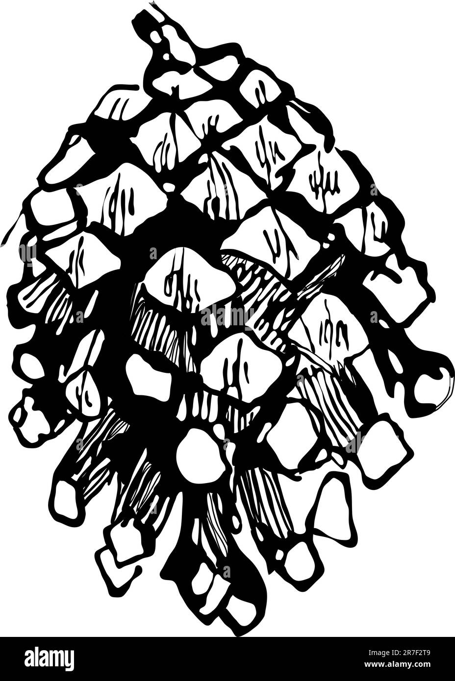 disegno a penna monocromatica abete-cono Illustrazione Vettoriale