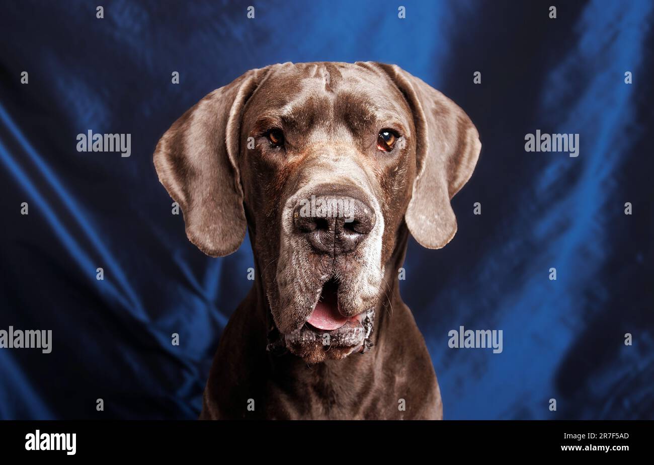Grande cane danese dai colori bellissimi, servizio fotografico in studio Foto Stock