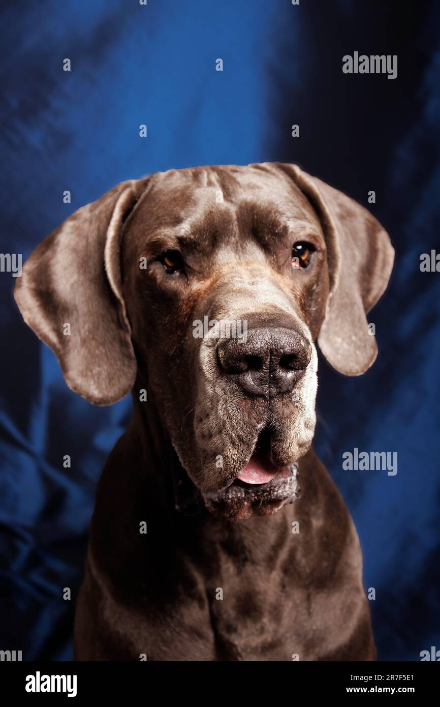 Grande cane danese dai colori bellissimi, servizio fotografico in studio Foto Stock