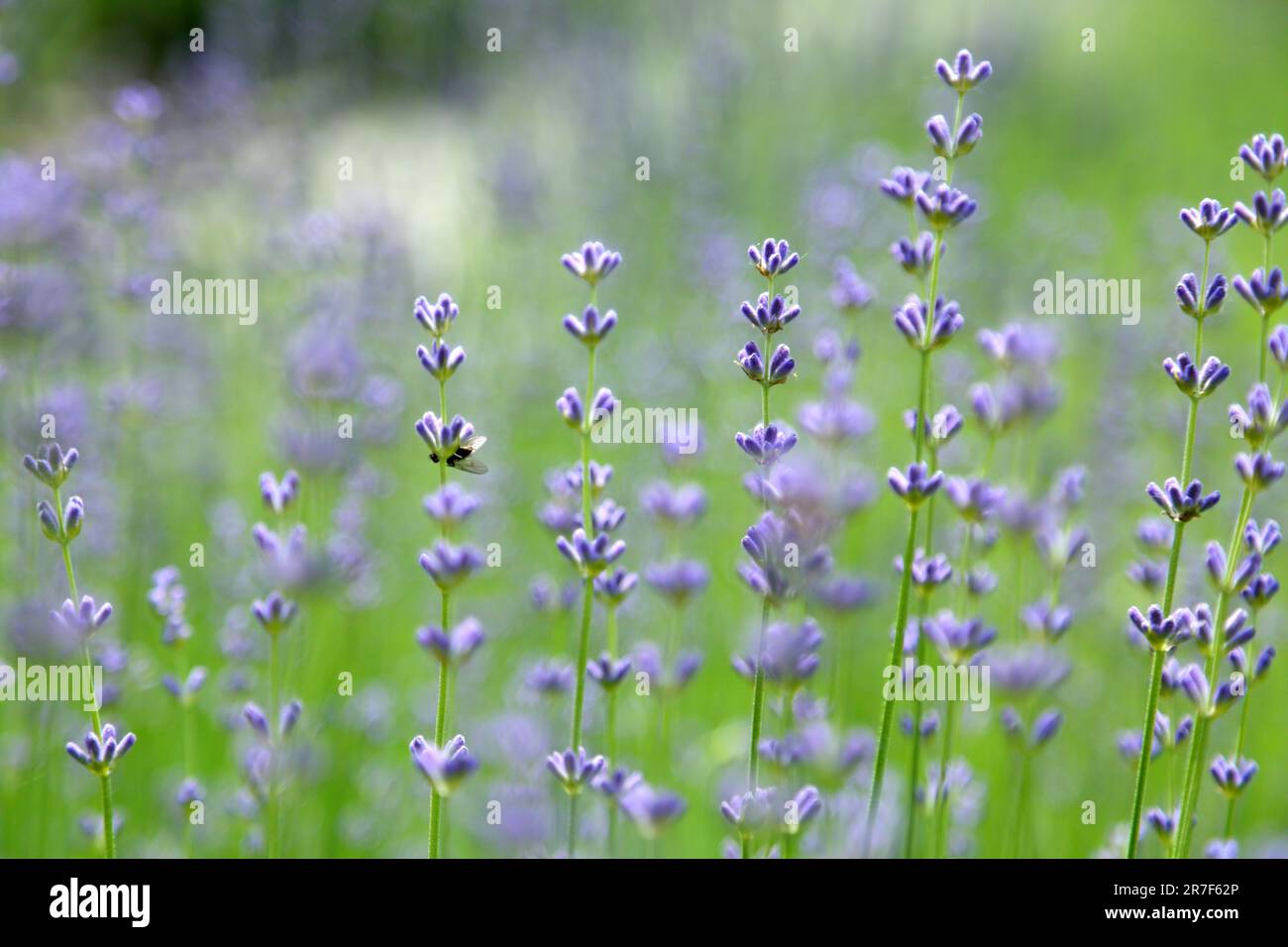 Lavanda selvatica. Lavanda in diverse tonalità che crescono fuori casa. Lavanda. Foto Stock