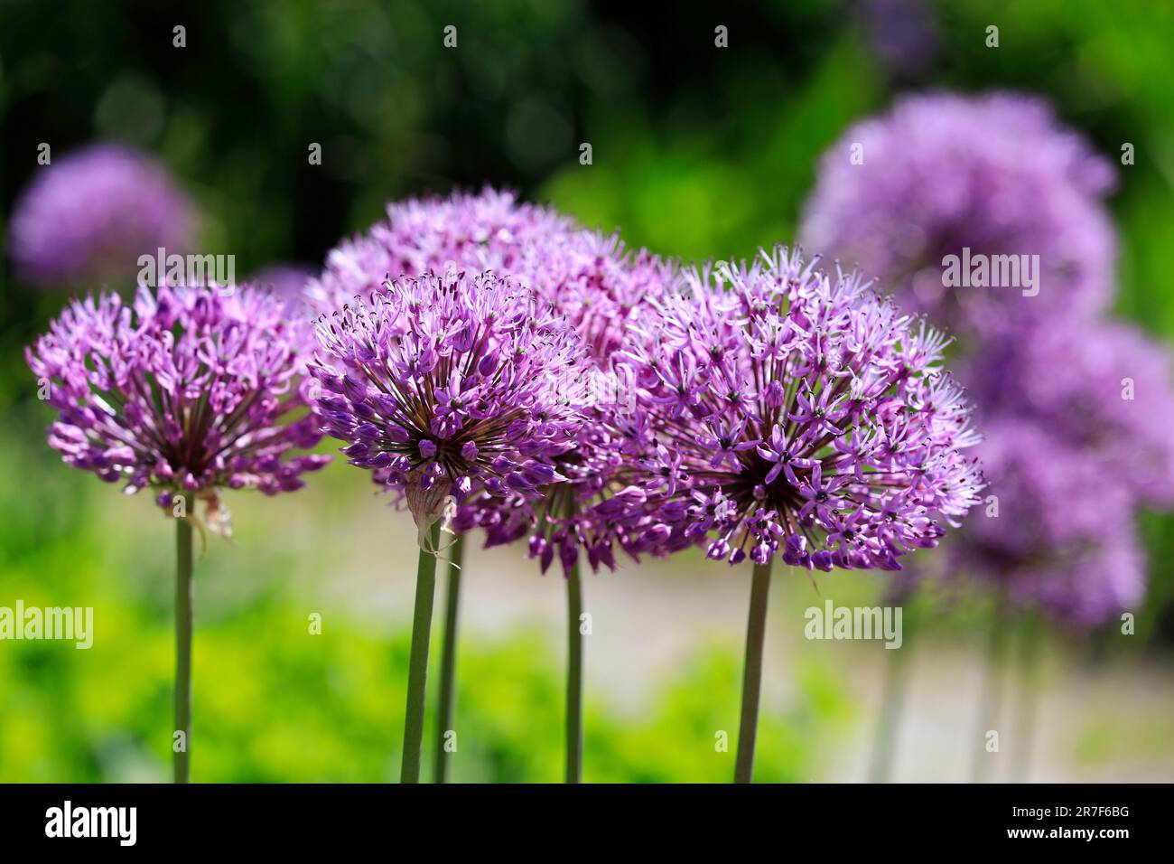 Fiori di viola Allium nel giardino, visto da vicino. La pianta ornamentale perenne è una specie asiatica di cipolla. Foto Stock
