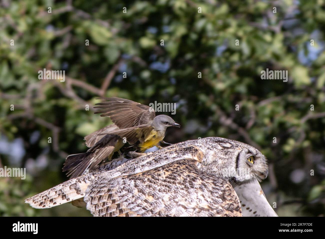 Un piccolo uccello che riposa in cima alla testa di un grande gufo, con le sue ali distese in posizione distesa Foto Stock