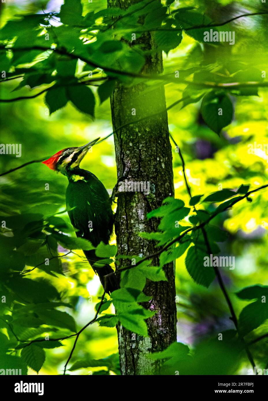 Uccello picchio. Nella foresta canadese, nel cespuglio, ho incontrato un picchio, un uccello che ha lavorato sodo, facendo uno specifico suono di battito intorno. Foto Stock