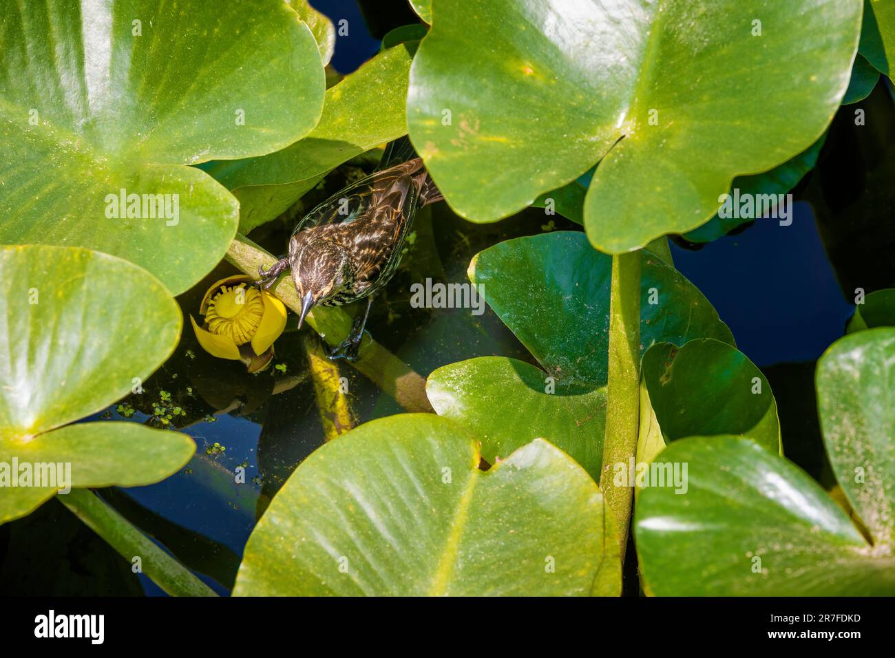 Primo piano di un uccello giglio imbottito al Beaver Marsh nel Parco Nazionale della Cuyagoga Valley. Foto Stock