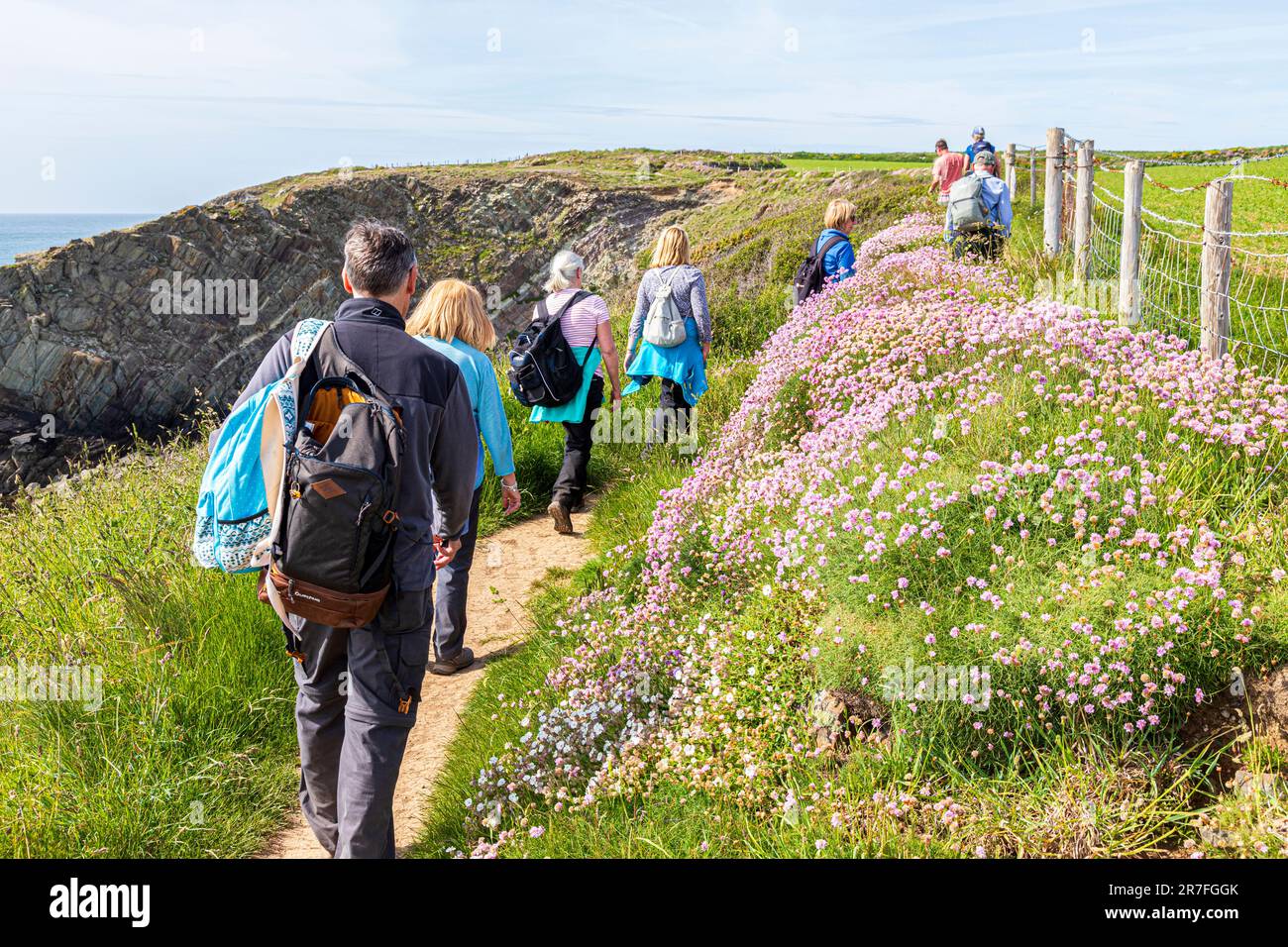 Gli escursionisti che si godono il Sea Pinks (Thrift) fiorendo accanto al Pembrokeshire Coast Path National Trail a St Justinas nel National Park, Galles UK Foto Stock