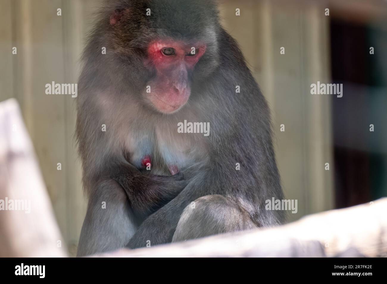 Scimmia macaco nel recinto dello zoo, ritratto in primo piano con sfondo sfocato Foto Stock