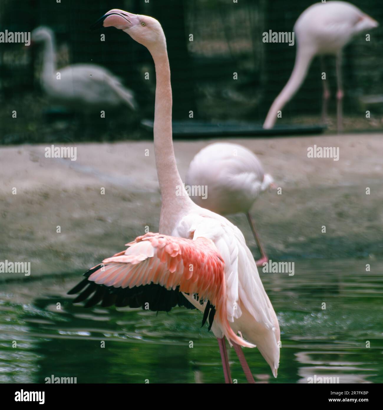 Fenicottero rosa uccello guado con collo lungo e ali sparsi vicino a uno stagno con sfondo sfocato verde scuro Foto Stock