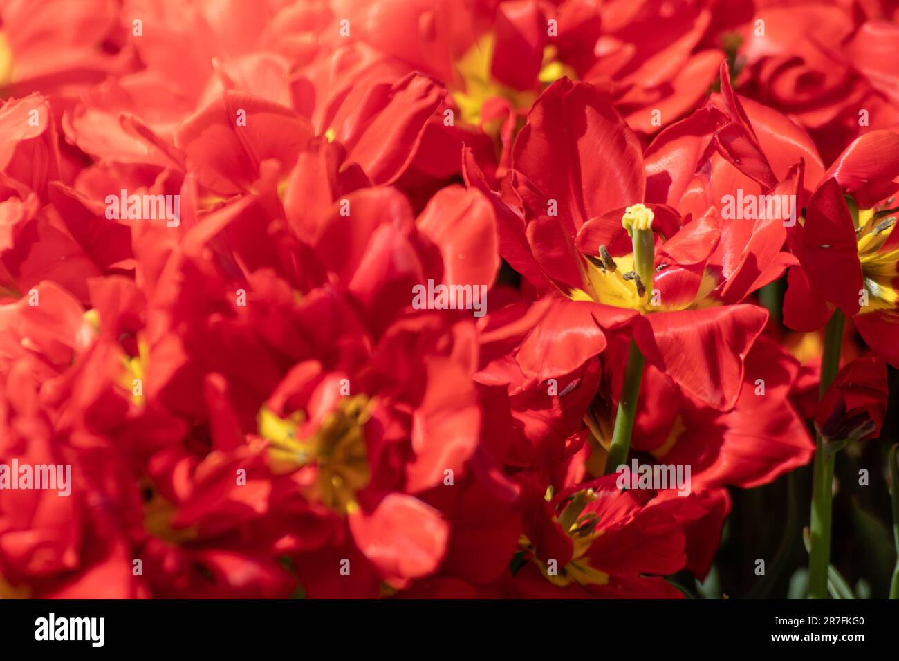 Fiori di tulipano rosso decorativo che fioriscono primo piano, primavera soleggiato fiorito con fuoco selettivo Foto Stock