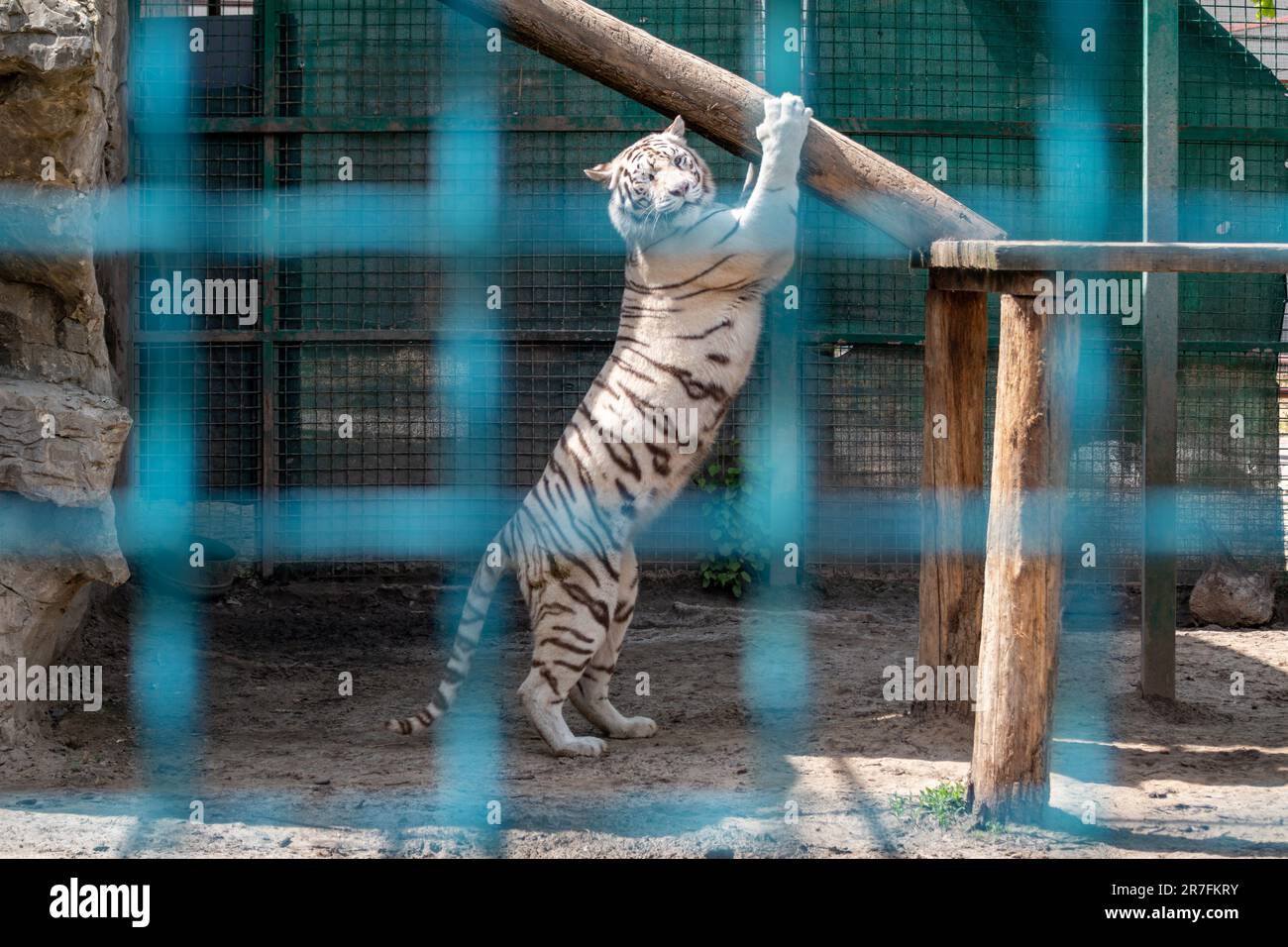 La tigre bianca con strisce nere affina le griffe in voliera dietro la recinzione metallica. Vista ravvicinata con sfondo soleggiato. Gatto grande selvatico Foto Stock