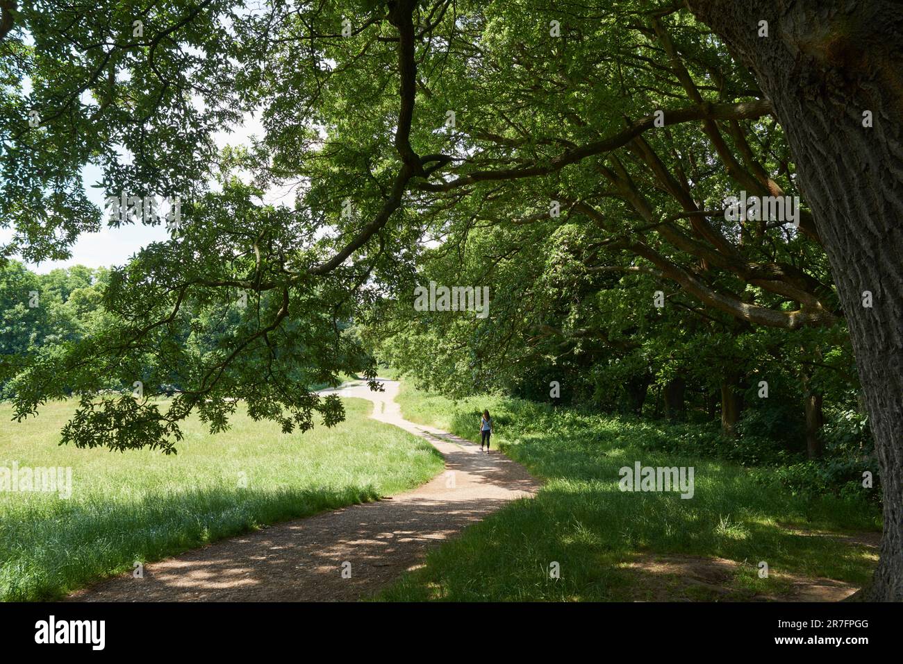Sentiero e boschi ad Hampstead Heath, Londra, Regno Unito, in estate Foto Stock