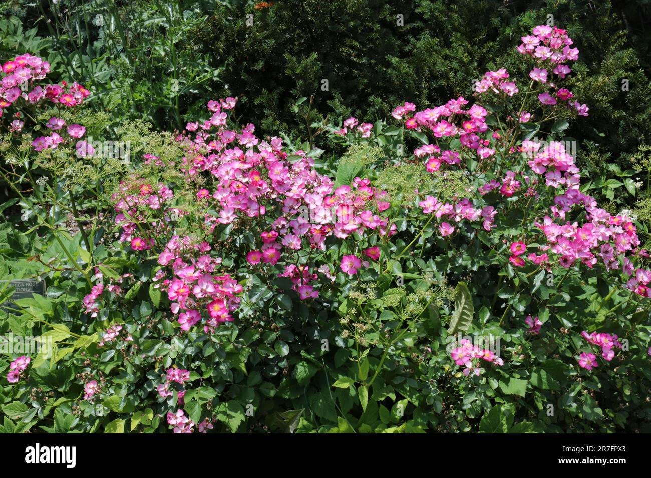 Fiori rosa caldi mescolati con il pizzo della regina Anna in un giardino all'aperto a Hales Corners, Wisconsin, USA Foto Stock