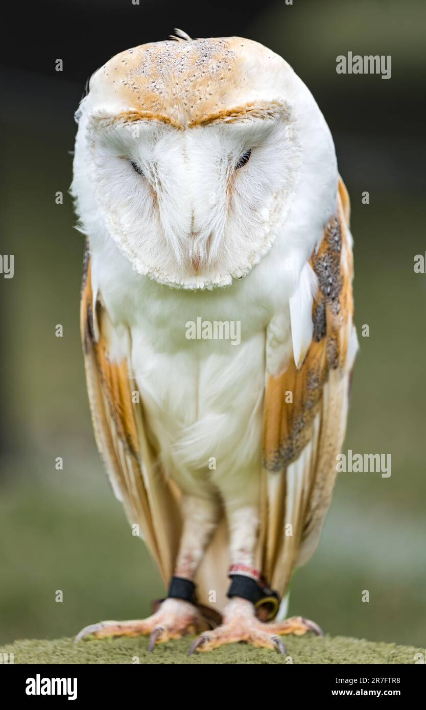 Primo piano di un gufo di fienile (Tyto alba) in mostra falconeria, Scozia, Regno Unito Foto Stock