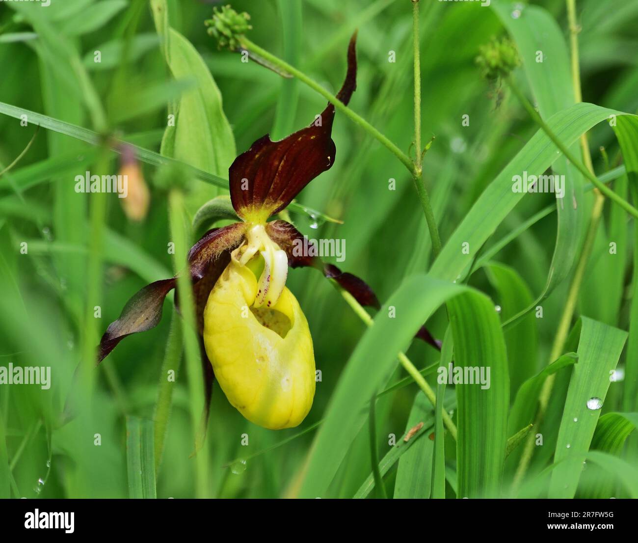 Cypripedium calceolus è una orchidea da donna Foto Stock