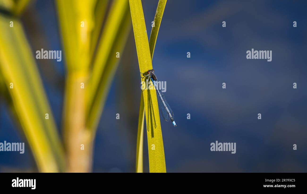 Primo piano sulla mosca rossa europea ( Erythromma najas ) Foto Stock