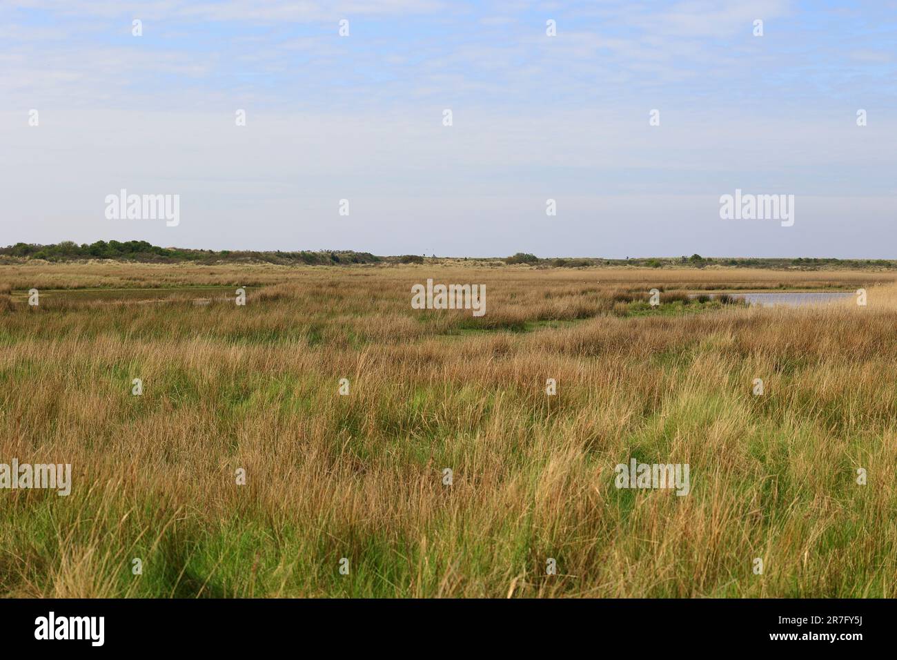 Vista sul parco naturale delle paludi saline sull'isola di Borkum Foto Stock