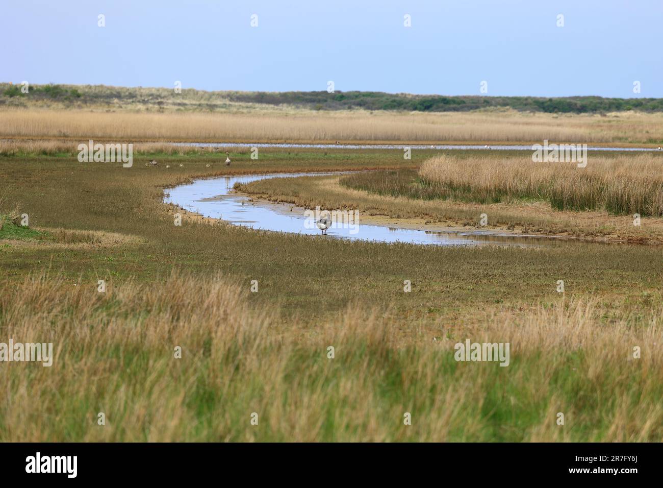 Vista sul parco naturale delle paludi saline sull'isola di Borkum Foto Stock