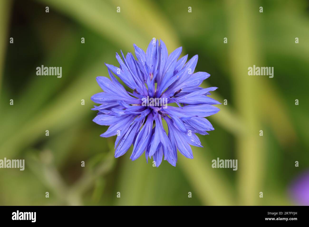 Primo piano di un fiore blu Centaurea ciano su uno sfondo verde sfocato, vista dall'alto, spazio di copia Foto Stock