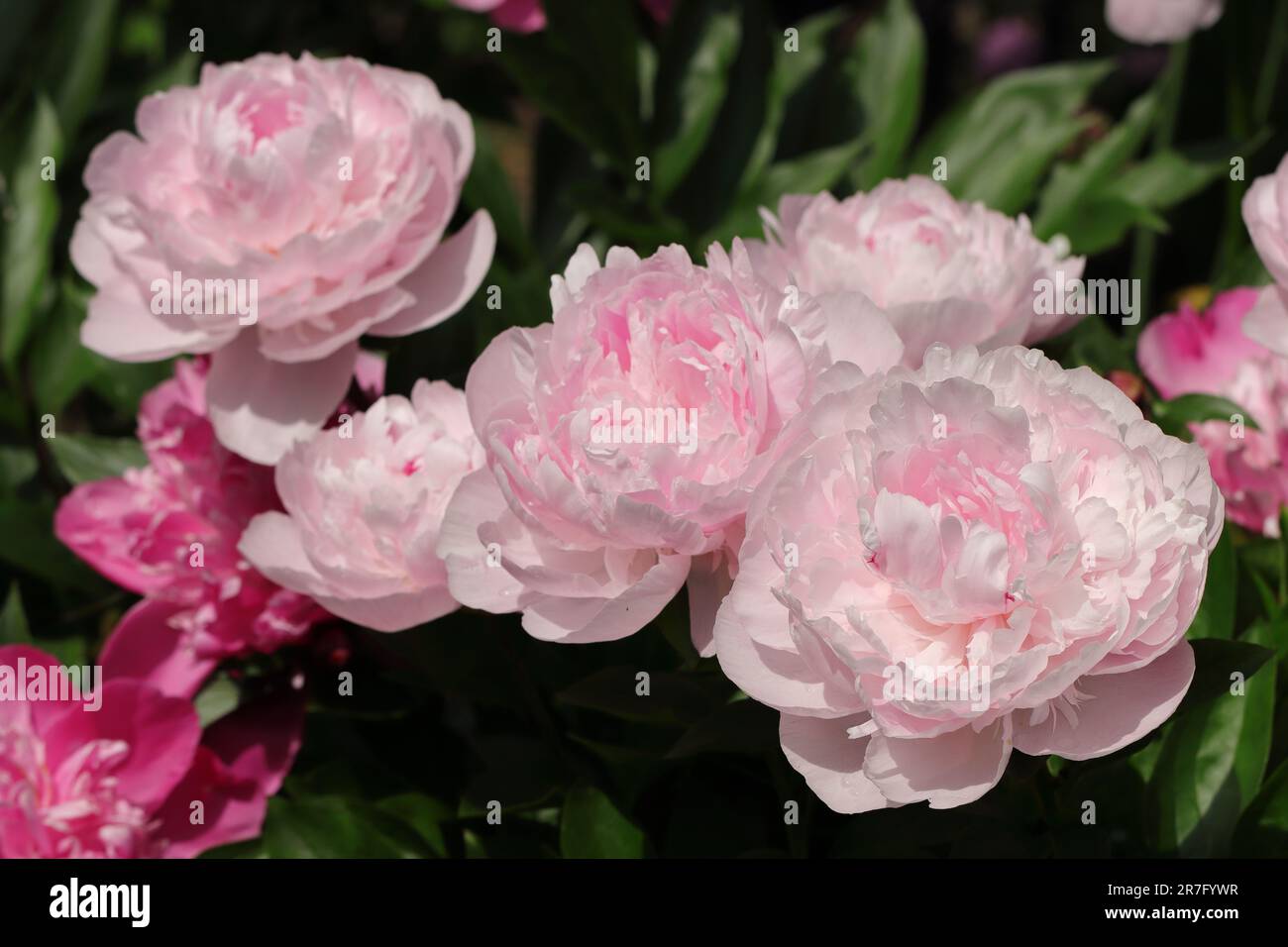 Primo piano di belle peonie rosa chiaro in un letto da giardino Foto Stock