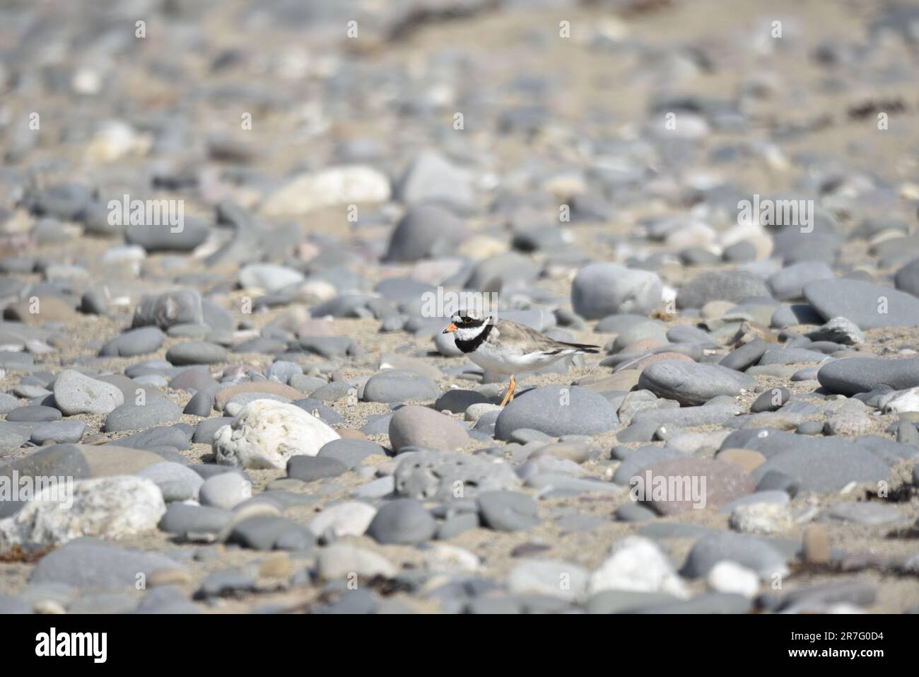 Common ringed Plover (Charadrius hiaticula) camminando da destra a sinistra di immagine attraverso ciottoli, con un occhio sulla macchina fotografica, in un giorno soleggiato sull'isola di Man Foto Stock