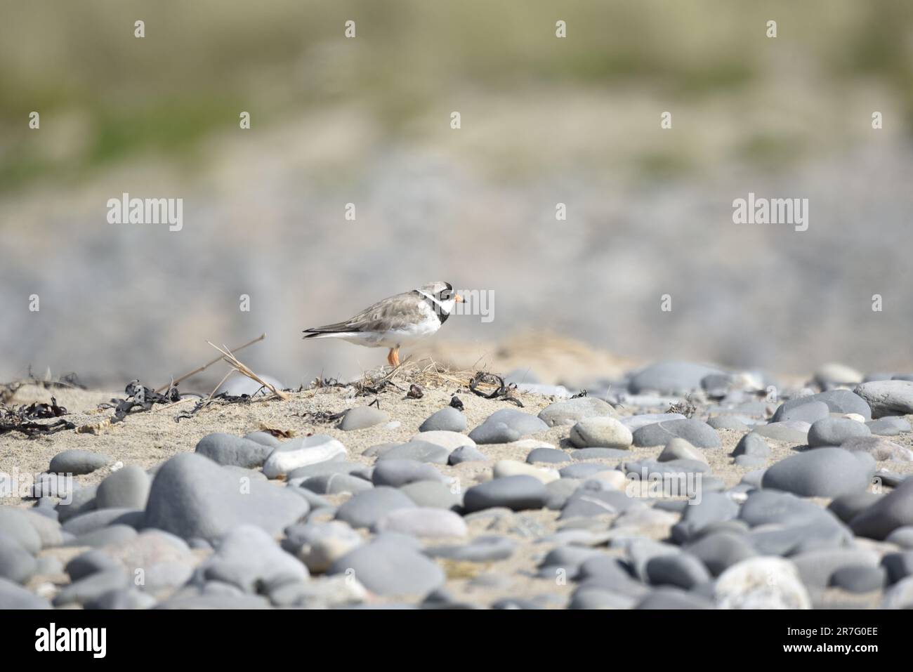 Common ringed Plover (Charadrius hiaticula) in piedi in cima a un Pebble e Sand Beach Bank a profilo destro, leggermente a sinistra di immagine, nel Regno Unito Foto Stock