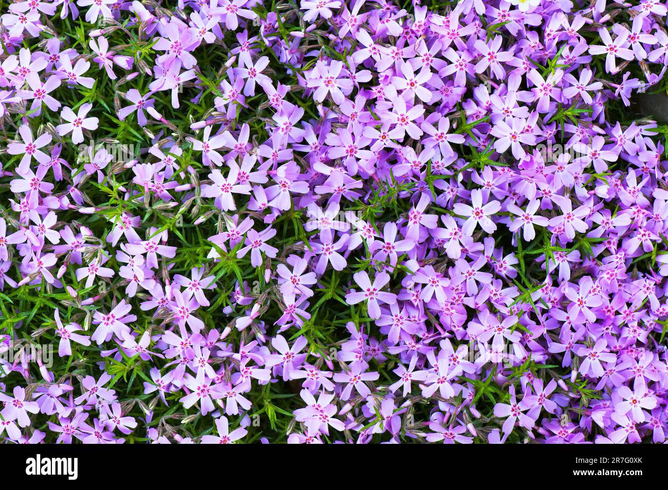 Muschio Phlox (Phlox subulata) visto dall'alto. Foto Stock