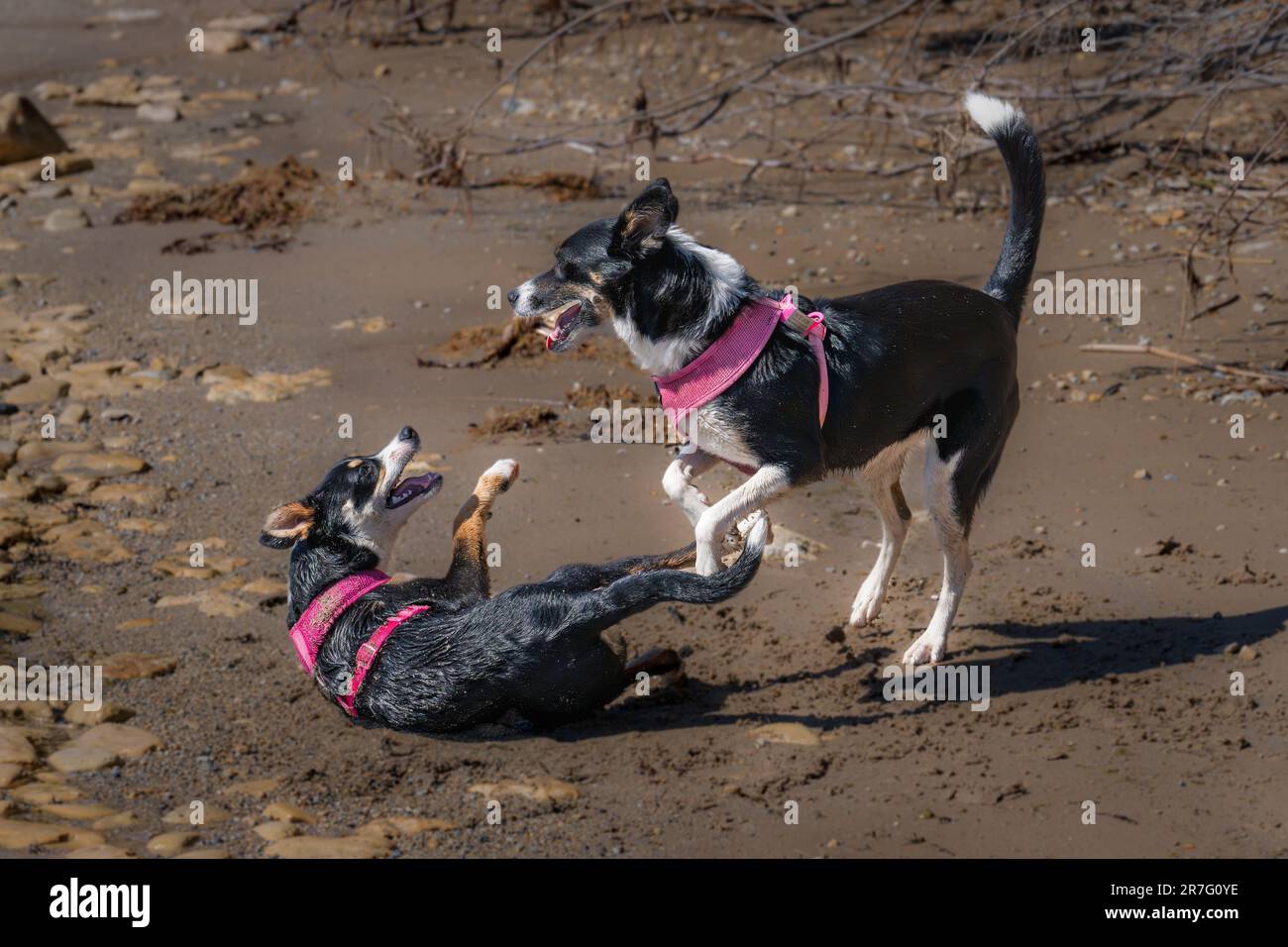 Il confine Collie è una razza di cane pastore considerata la razza di cane più intelligente. Hanno anche bisogno di un sacco di attività fisica. Foto Stock