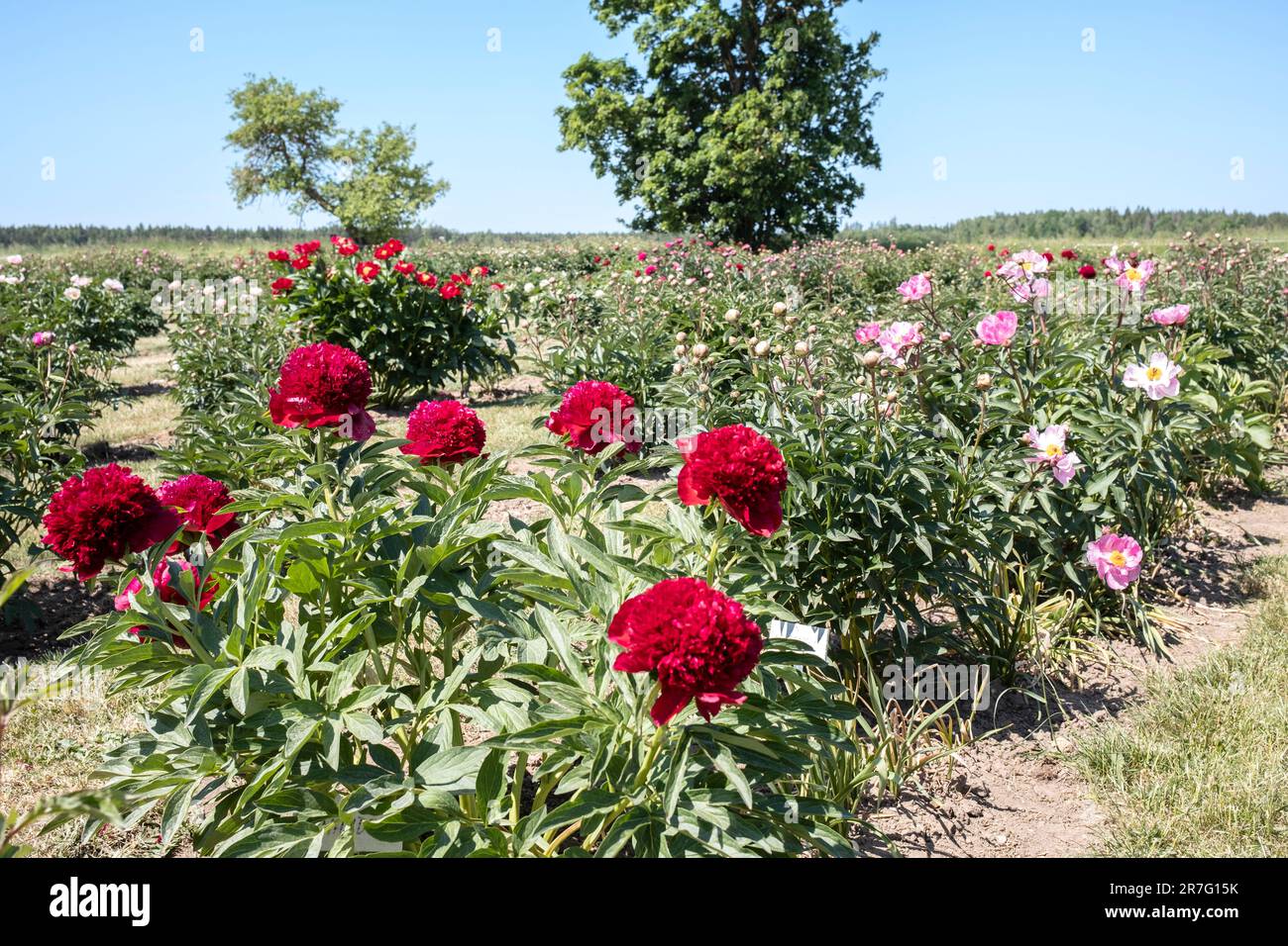 Il giardino di peonia in 'Zīles', parrocchia di Slampes, regione di Tukuma, Lettonia Foto Stock