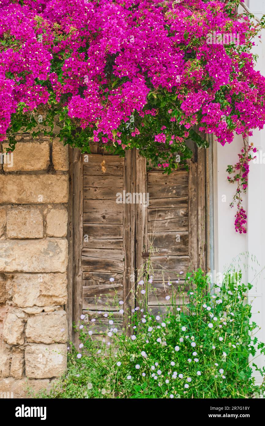 Foto verticale, strade della città medievale di Rodi, la porta di una vecchia casa e cespugli fioriti, l'inizio dell'estate, viaggio attraverso il pop Foto Stock