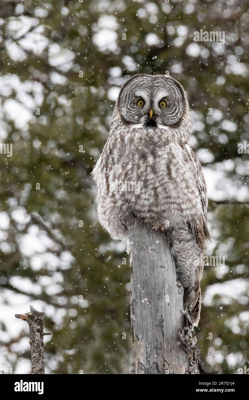 Nord America; Stati Uniti; Montana; fauna; uccelli predatori;; grande gufo grigio; Strix nebulosa Foto Stock