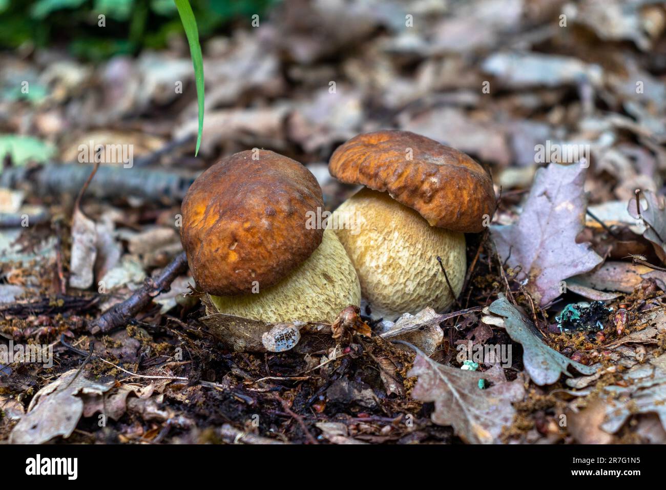 Fotografia di due funghi porcini nel loro ambiente naturale. Fotografia ravvicinata dei funghi gemelli Boletus Edulis nella foresta. Foto Stock