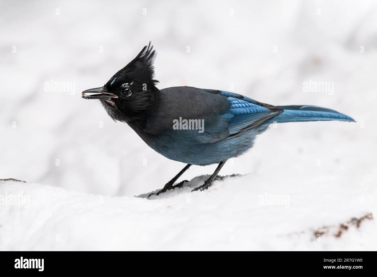 StellarJay, Yellowstone, Winter Foto Stock