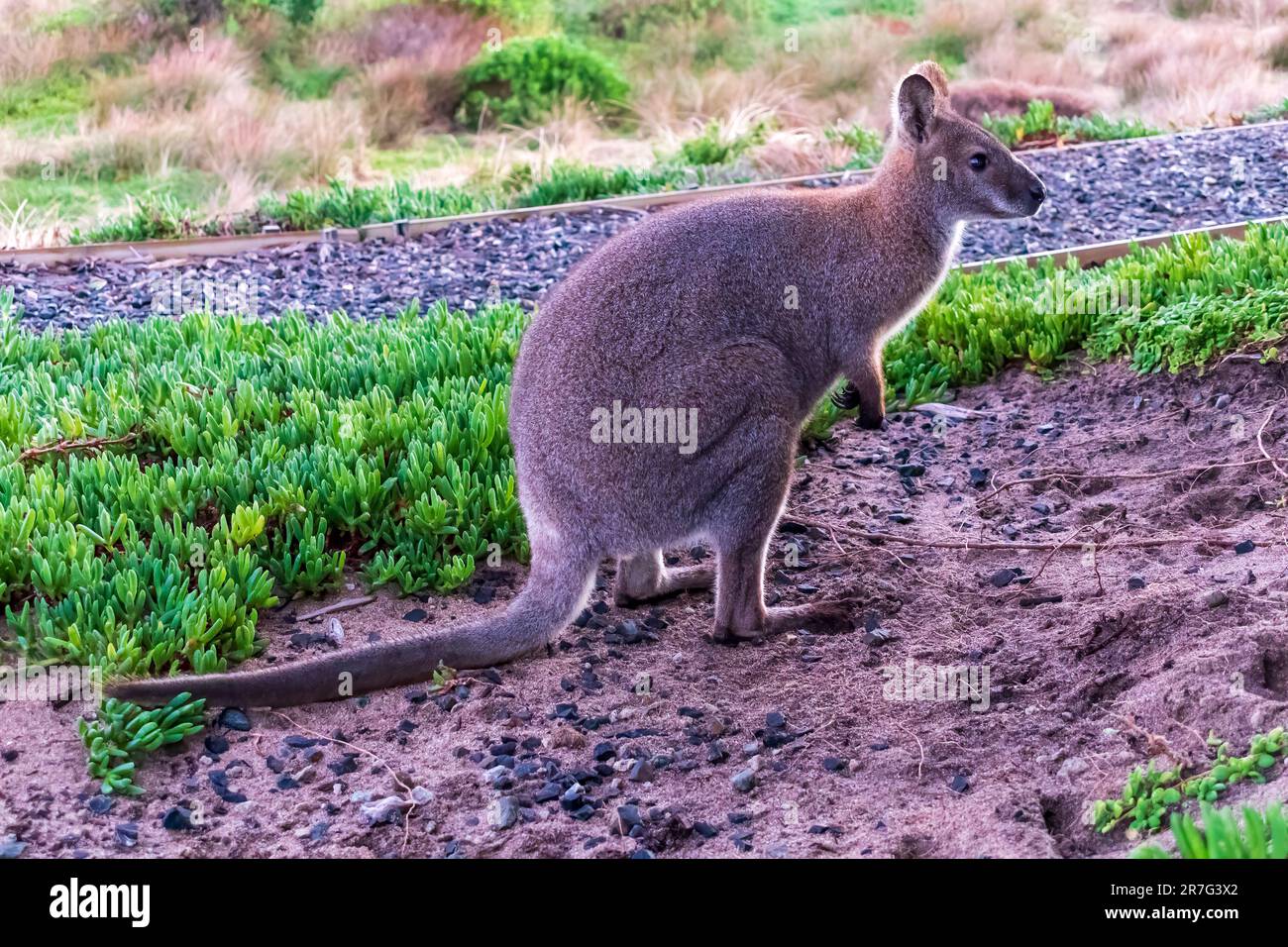 Fotografia di un bennetts Wallaby solco che si erge tra l'erba vicino alla costa di King Island nello stretto di Bass della Tasmania in Australia Foto Stock