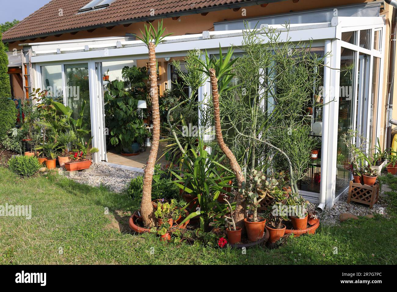 Le piante di Yucca si sono spostate in estate all'esterno. Foto Stock