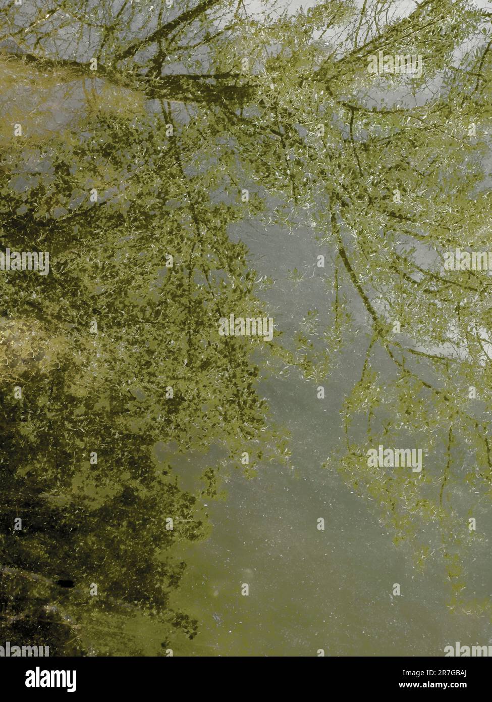 I riflessi dell'acqua mostrano una nuova crescita delle foglie verdi. In nebbia, nebbia e nuvole si vede un sentiero fuori dagli alberi. In realty è un albero riflesso nell'acqua. Foto Stock