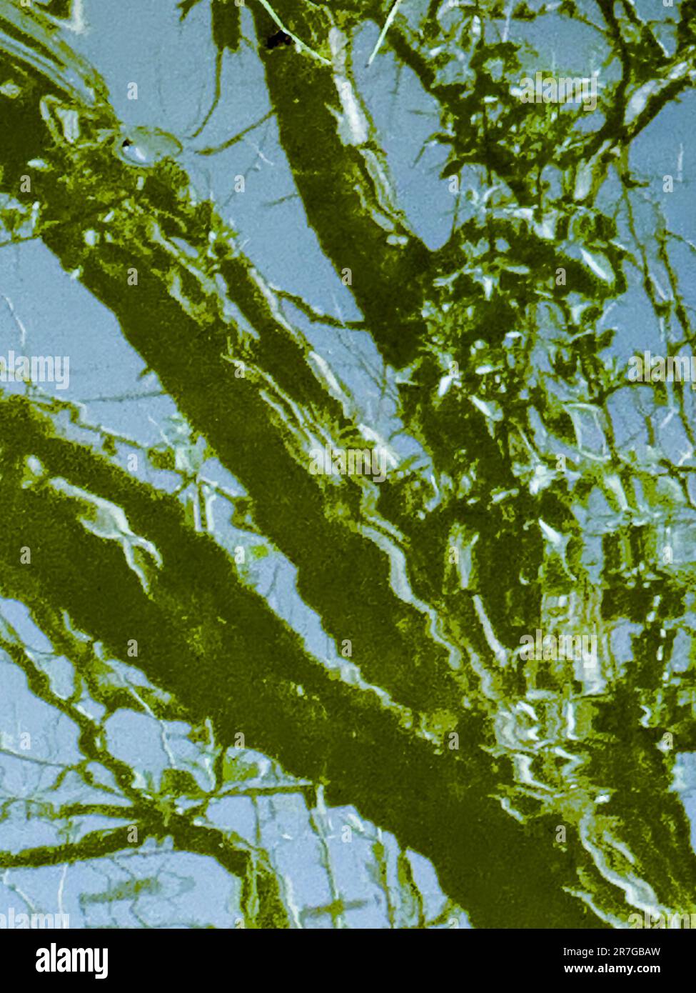 I rami di verde scuro si sfumano sull'acqua del lago increspata e si mostrano come riflessi moody. Le linee ondulate formano un modello astratto che cambia i ramoscelli in punte storte. Foto Stock