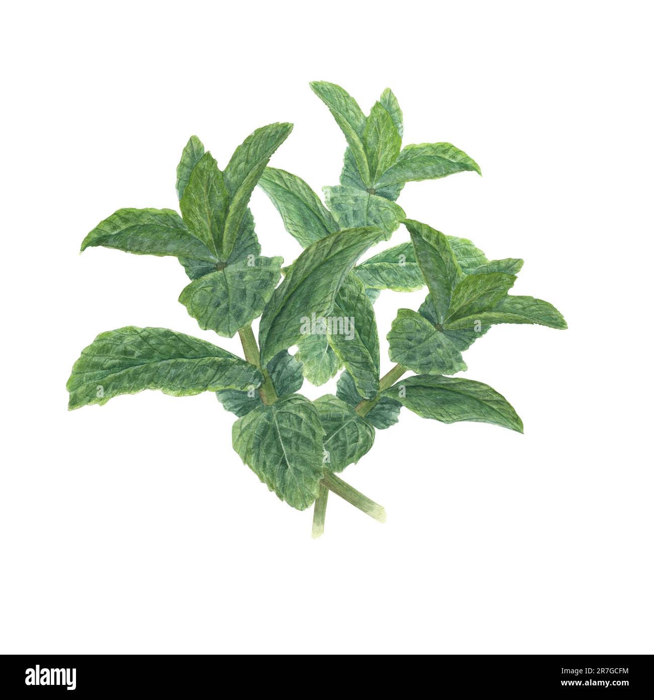 Bouquet di ramo di menta isolato su sfondo bianco. Acquerello illustrazione di freschi fogli verdi fragranti. Per la progettazione di schede, volantini, poster, etichette Foto Stock