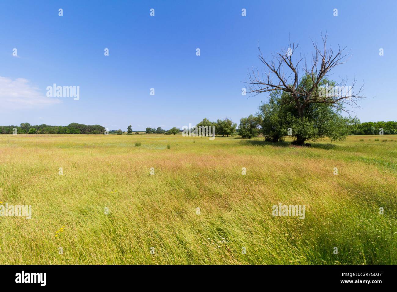 Salice bianco (Salix alba) alberi in campo su terreno sabbioso, Mezofold, Ungheria Foto Stock