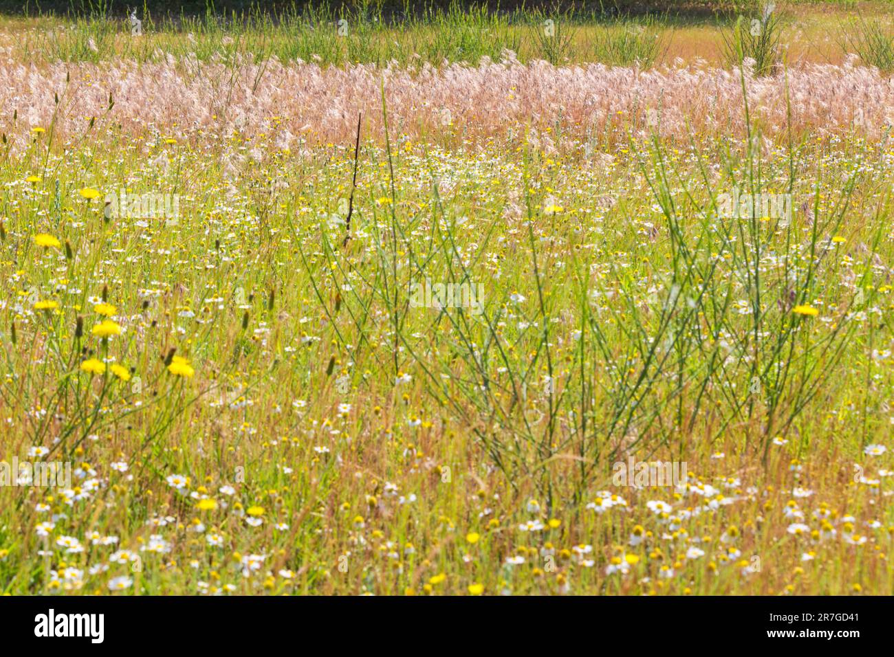 Prato selvaggio con flora di terra sabbiosa (sfondo in primo piano), Mezofold, Ungheria Foto Stock