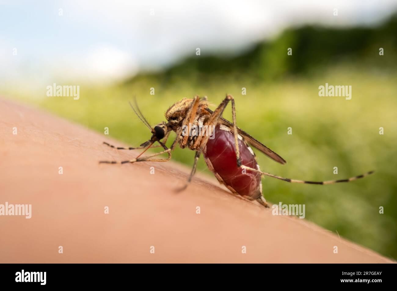 Primo piano macro foto di una zanzara che succhia sangue. zanzara piena di sangue sulla fotografia umana skin.Insect Foto Stock