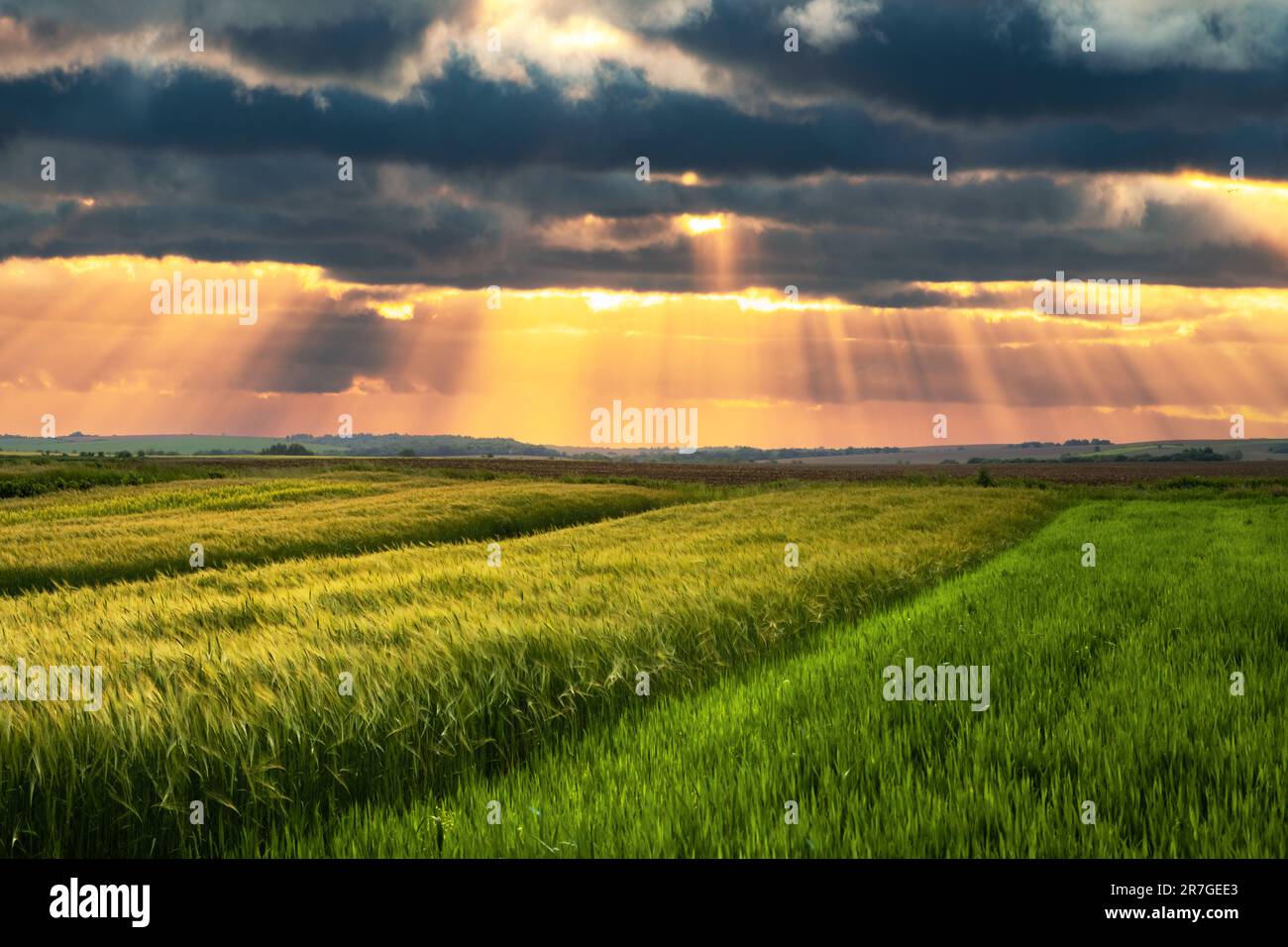 Grano verde sul campo agricolo in estate durante il tramonto incredibile. Fotografia di paesaggi naturali Foto Stock