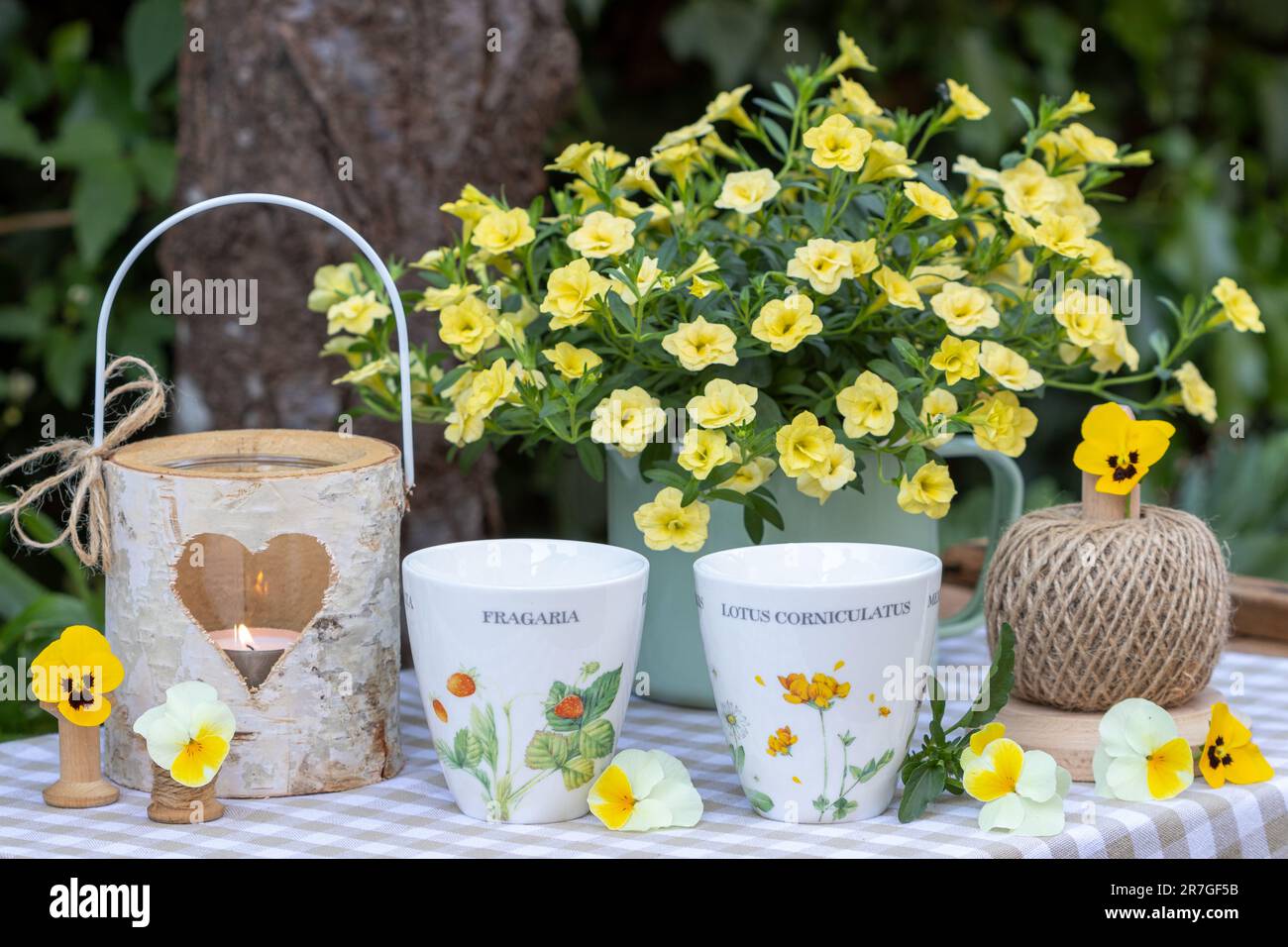 decorazioni da tavolo con coppe, petunia gialla e lanterna da tavolo in legno Foto Stock