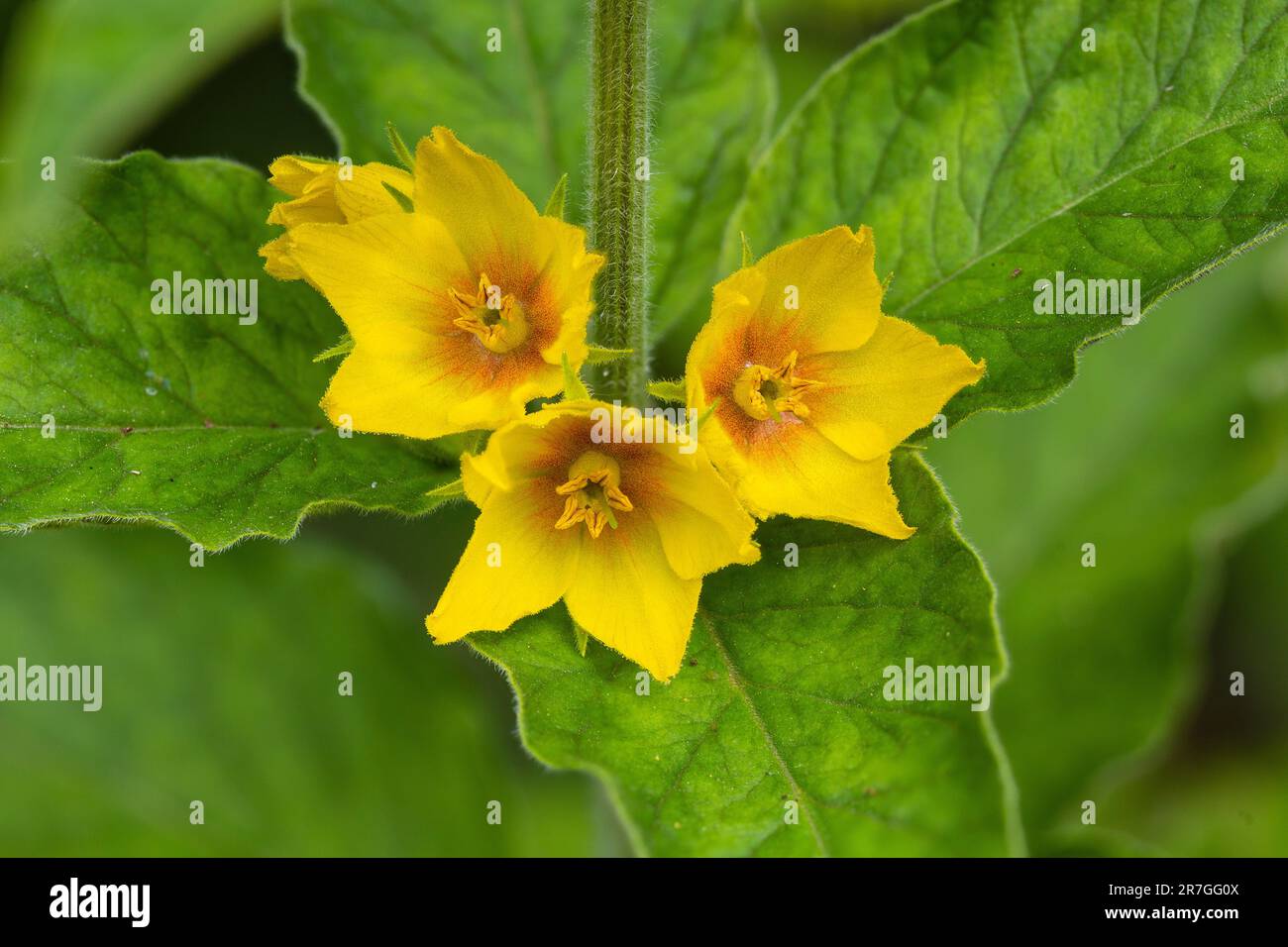 Punteggiato Loosegirife, Lysimachia punctata, naturalizzato in un giardino. Giugno. Famiglia Primulaceae Foto Stock