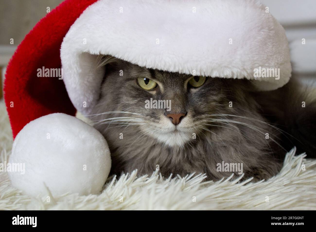 Cristmas gatto in rosso cappello di Santa giacere su leggera morbida plaid a casa, gattino guardare seriosly davanti, gatto in attesa di natale in costume, zodiaco cinese Foto Stock