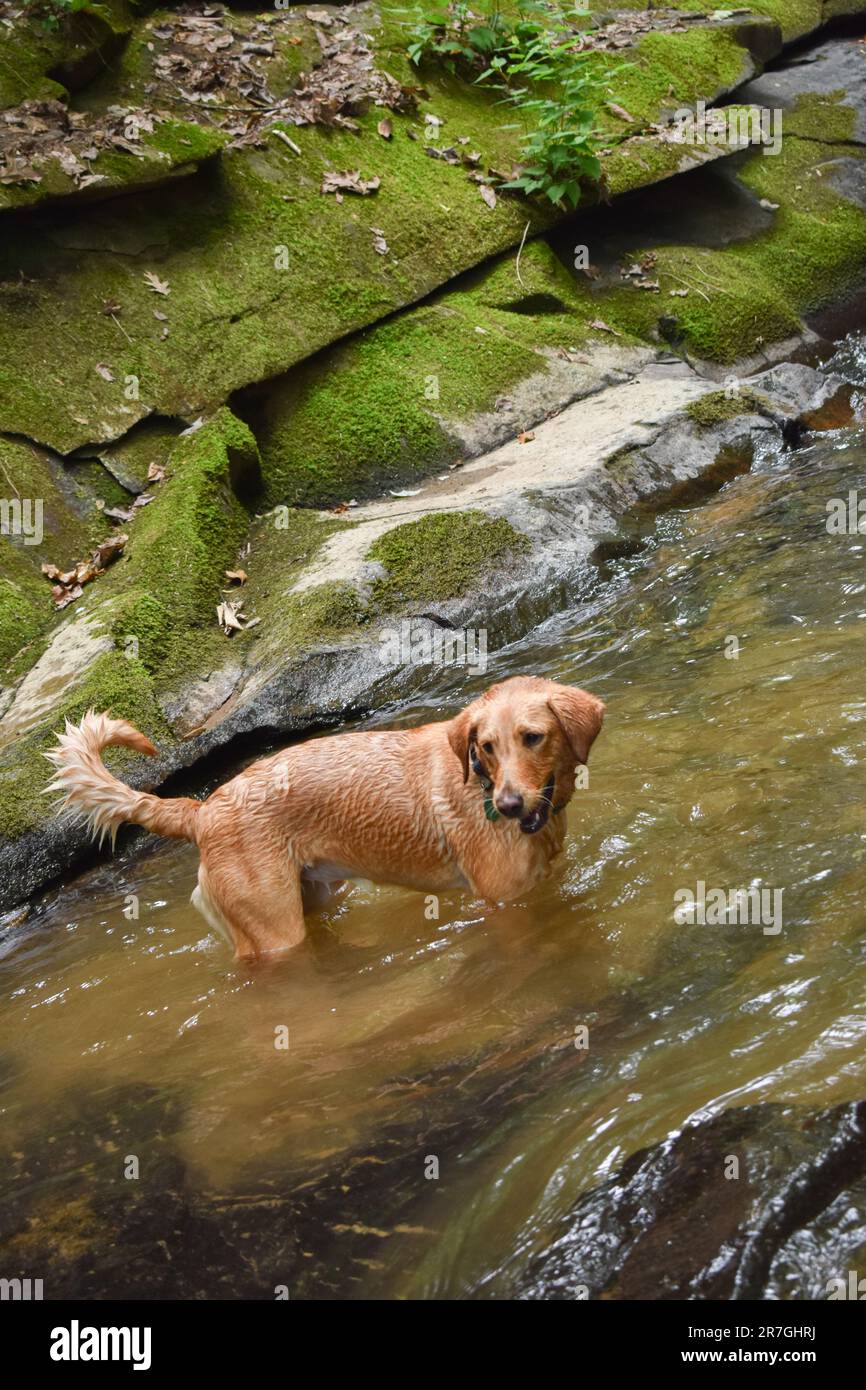 Cane avventuroso sulle rocce del fiume Foto Stock