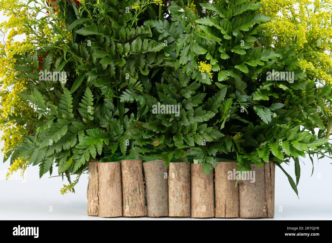 Grande decorazione di piante verdi per giardino o interni isolati su sfondo bianco studio Foto Stock