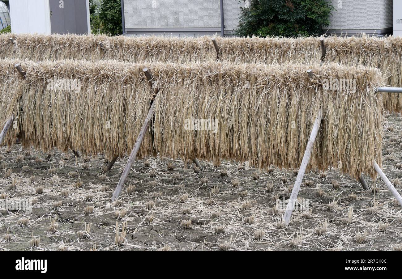 Piante di riso essiccate su rack in un campo in Giappone, dopo la raccolta. Tecnica agricola asiatica. Paesaggio agricolo in autunno Foto Stock