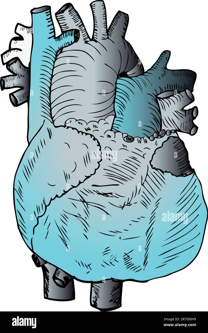 Illustrazione Heart Medical Illustrazione Vettoriale