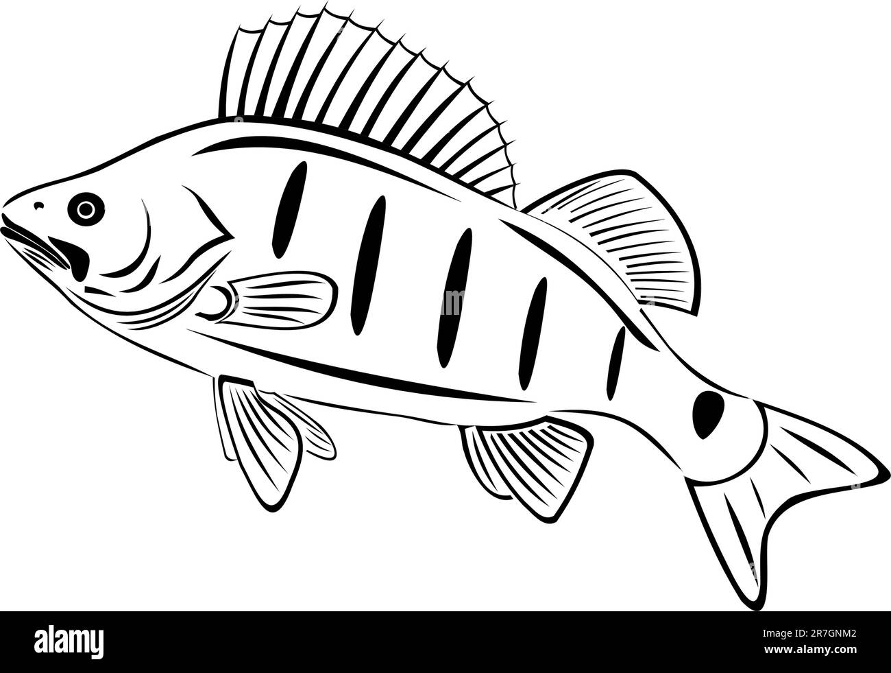 Il grande persico. Un persico nero. Pesca di successo Illustrazione Vettoriale