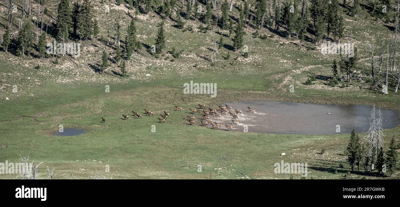 Mandria di Elk uscire da Un Tarn verso la collina sotto il Monte Holmes Foto Stock