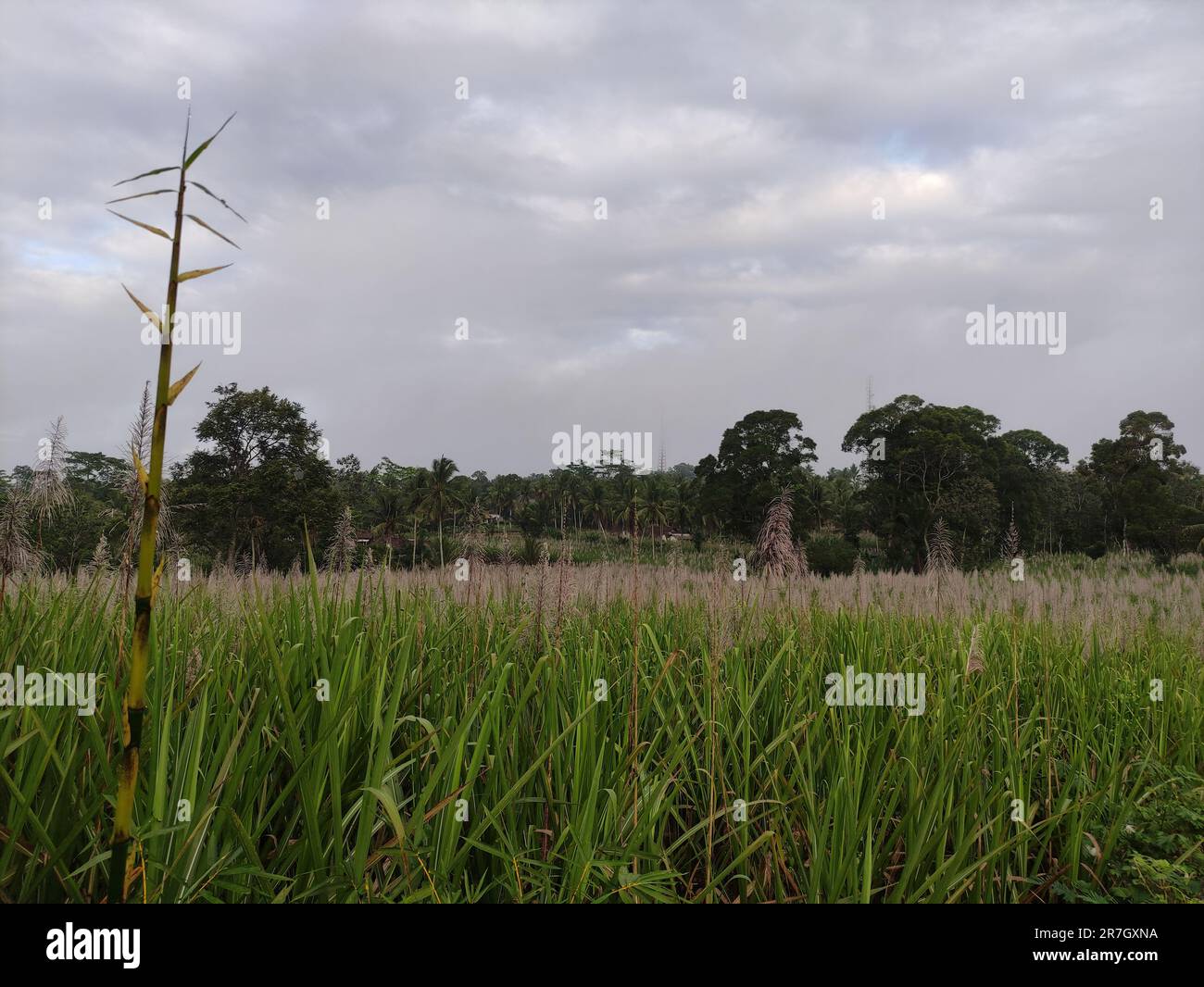 Piantagioni di canna da zucchero i cui fiori sbocciano pronti per la raccolta in campagna Foto Stock